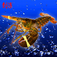 刘清 海鲜大龙虾1000g/只 鲜活水产 波士顿野生生鲜活龙虾活海虾