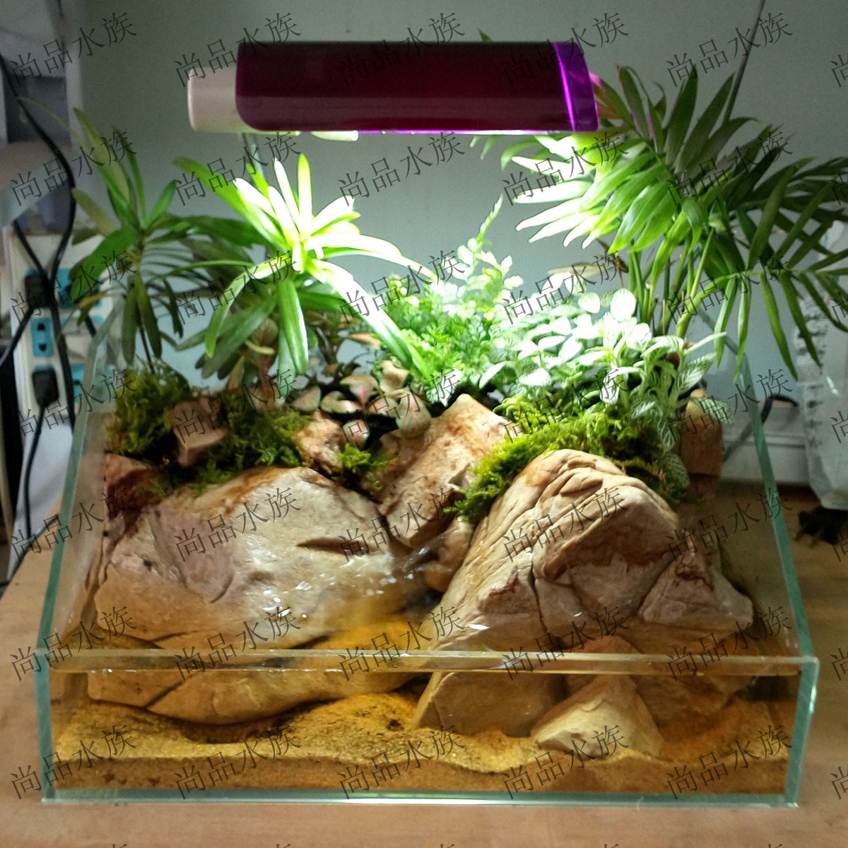 尚品水族水陆两栖鱼缸虾缸造景水草缸水陆造景生态35厘米缸