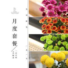 胡须先生 生活鲜花多头纽扣菊乒乓春上新单品花束月套餐B 月送4次