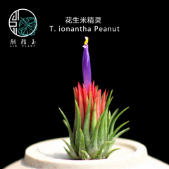 胭脂玉 空气凤梨 无土植物 T. ionantha Peanut 花生米精灵 稀有