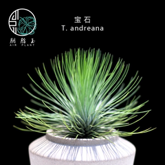 胭脂玉 空气凤梨 宝石 密叶  Tillandsia .andreana  无土植物