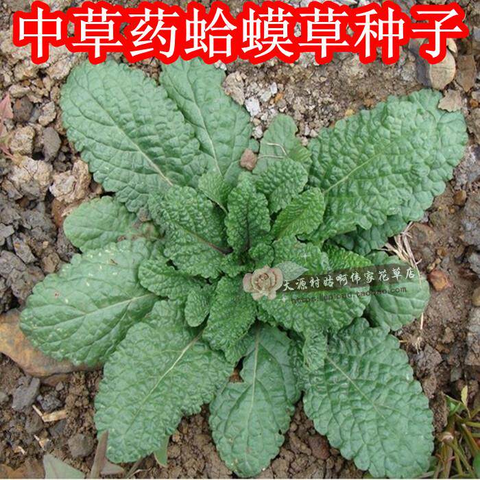 中草药材野生荔枝草雪见草皱皮草癞蛤蟆草全草鲜品干品种子包邮