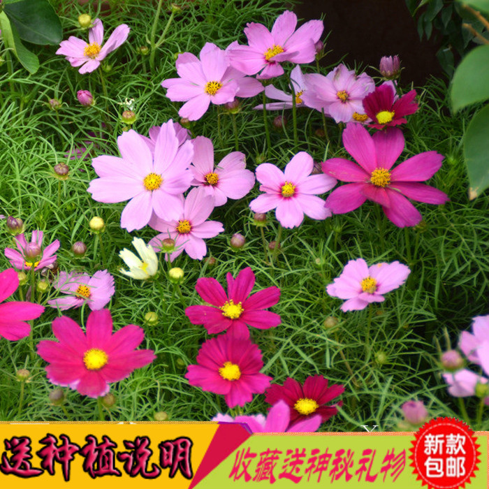 四季开花大波斯菊 格桑花 盆栽庭院香草花草阳台花产品展示图1