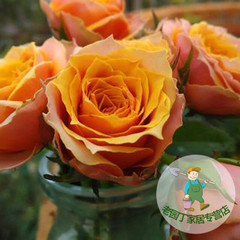 四季开花玫瑰蔷薇 欧月 那不勒斯 微月 月季花苗 盆栽花卉花园