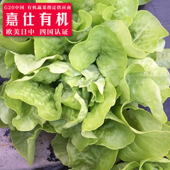 嘉仕有机蔬菜有机奶油生菜200g时令农家新鲜沙拉菜生鲜农产品配送