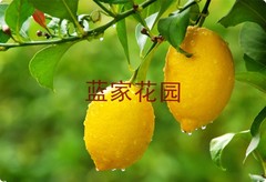 台湾香水柠檬