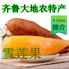 新鲜水果特价促销雪莲果菊薯美味营养精品雪莲果5斤装包邮