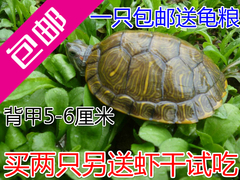 大乌龟活体巴西龟小红耳龟情侣龟宠物水陆招财龟一只5-6厘米包邮