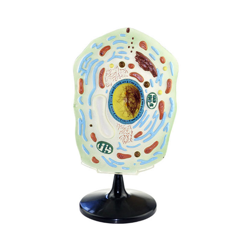 大号植物细胞模型生物教具教学仪器教学仪器