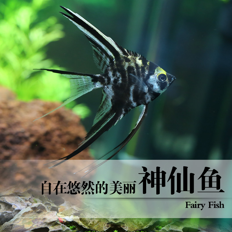 秘鲁中号神仙鱼水族世界观赏鱼活体黑燕鱼红头三色红眼钻云石