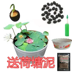 碗莲种水培植物莲花植物已开口30粒睡莲水生荷花盆栽绿植花卉