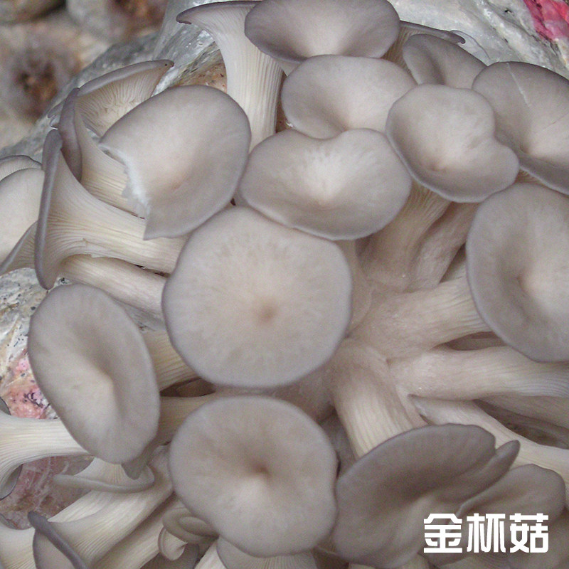 金杯菇菌种母种一级种试管种原种二级种三级种栽培种食用菌种子