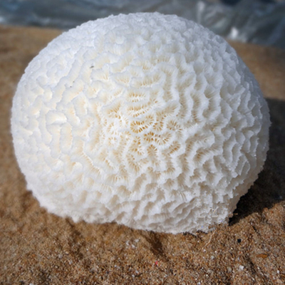 天然海脑石珊瑚礁12-40cm 白珊瑚树海螺贝壳海星鱼缸水族造景创意