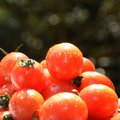 圣女果2斤装包邮绿色新鲜高原高山小番茄 水果蔬菜西红柿