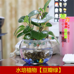 水培植物豆瓣绿盆栽 除甲醛 净化空气 办公室花卉 青叶碧玉 水培