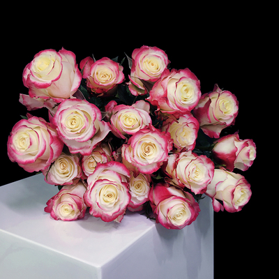 荷兰进口复色玫瑰sweetness 10枝/束