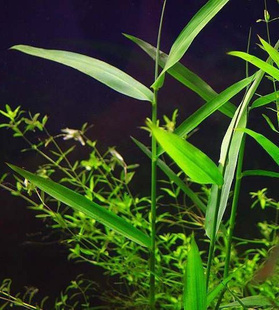 南美青竹/卡门那斯(一盆)中后景水草造景(热带鱼缸)淡水