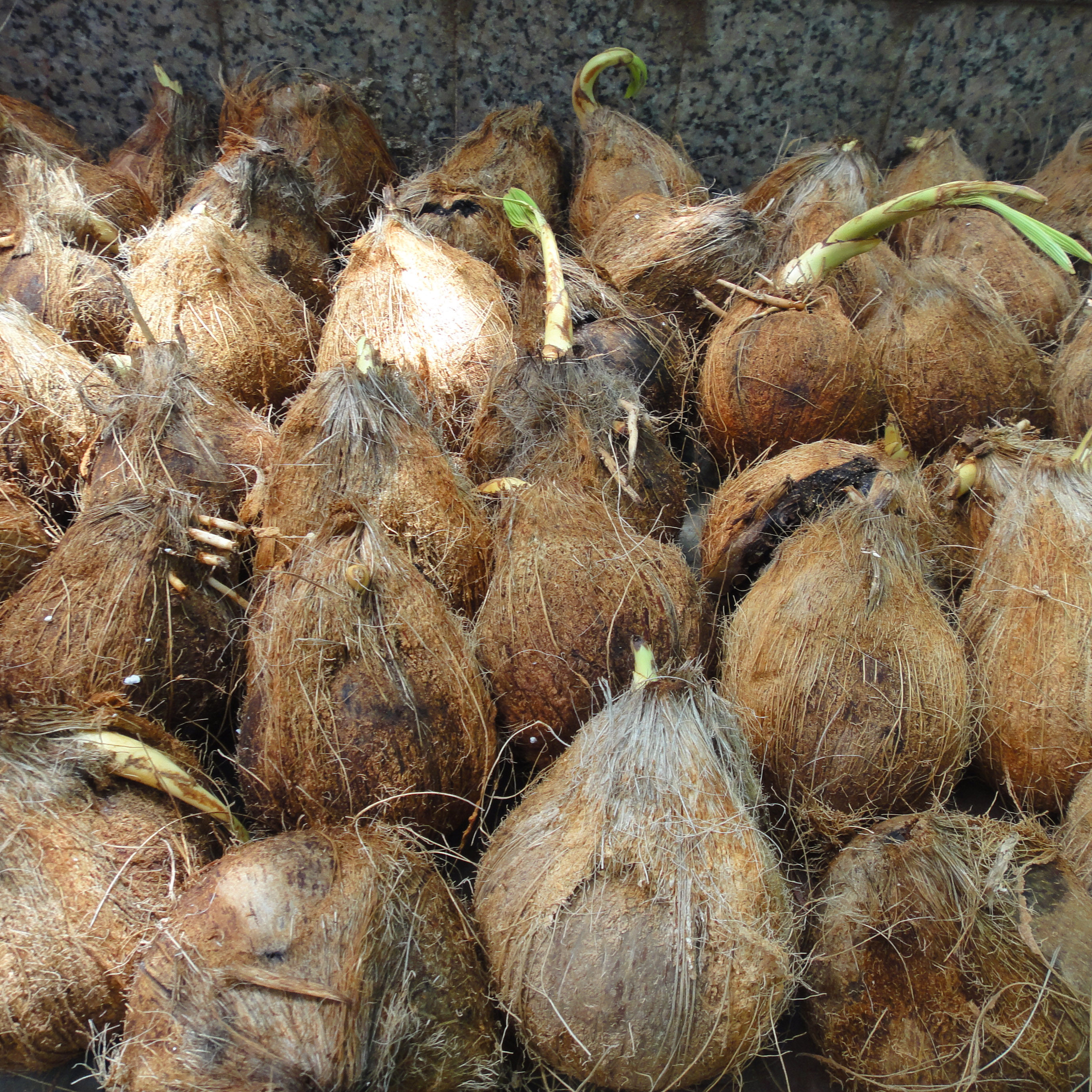 包邮海南发芽椰子8个盆栽椰苗椰宝椰子饼老椰子心椰芽椰子椰肉饼