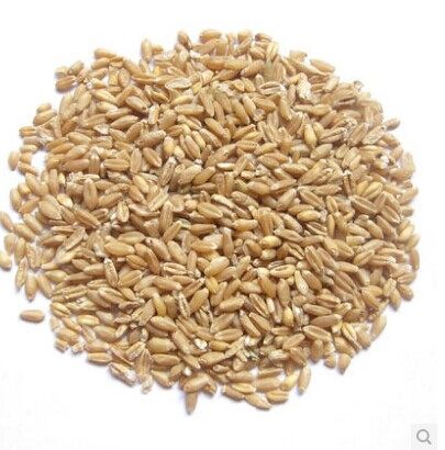 中药材批发浮小麦止虚汗浮小麦茶500克包邮