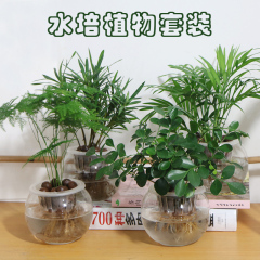 水培植物 文竹盆栽 罗汉松 袖珍椰子 九里香 植物花卉桌面绿植