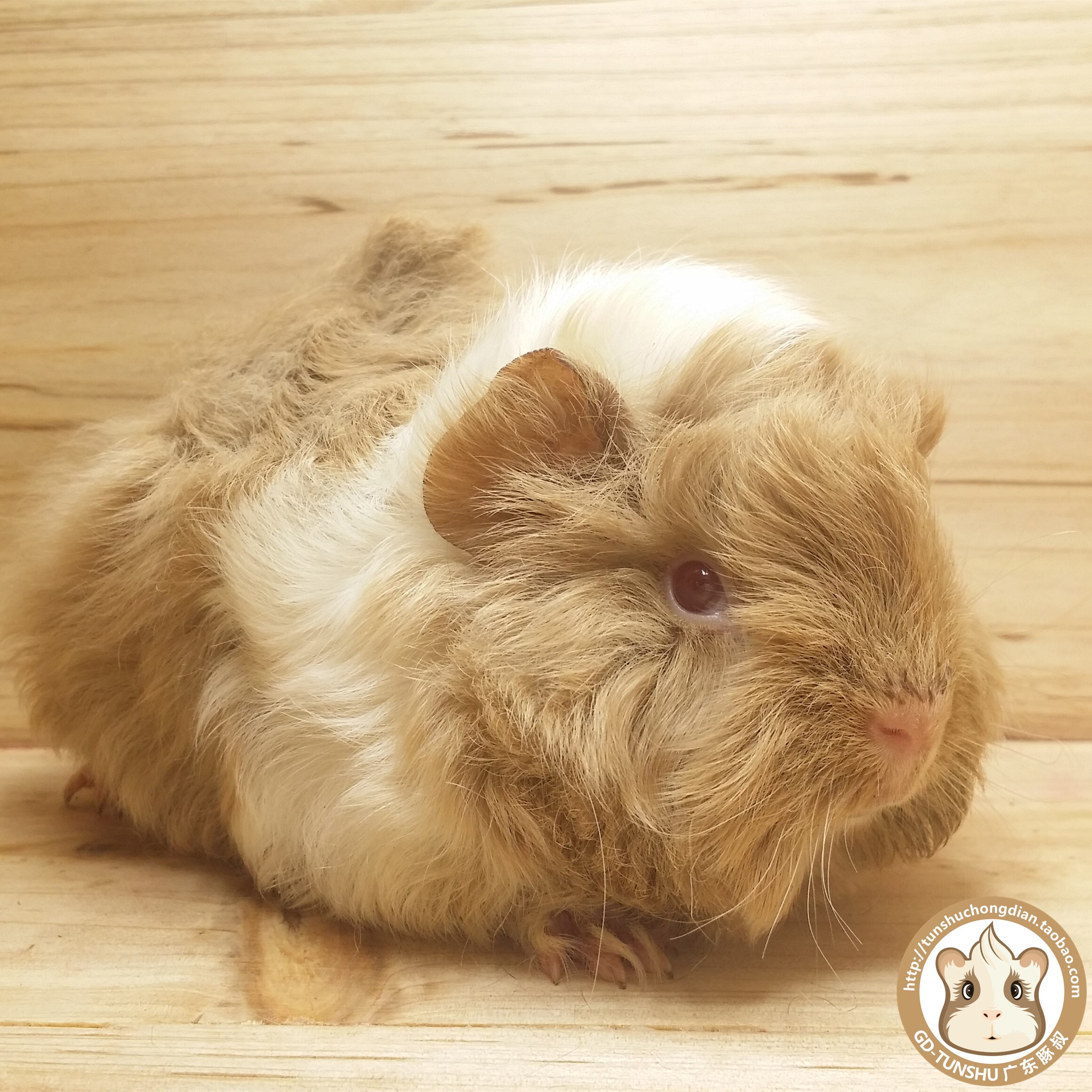 包邮进口活体家养奶茶红眼荷兰猪
