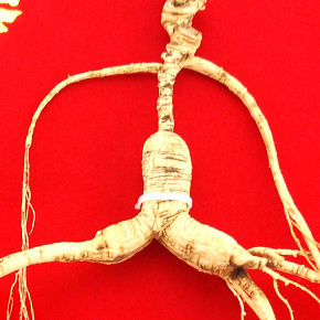 吉林融泽参茸拍卖会野山参专场_珍品拍卖 - 拍卖专场 - 阿里拍卖