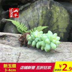 山水园艺 新玉缀新玉坠多肉植物 防辐射 多肉 室内防辐射植物