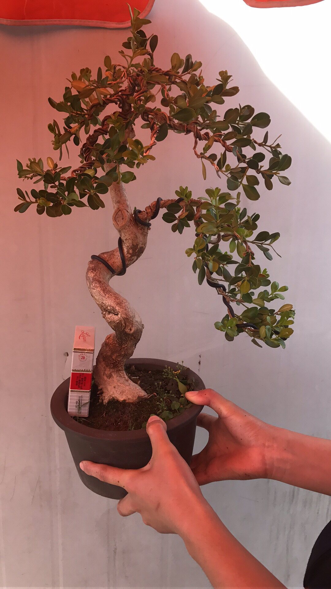正宗扬派白皮黄杨盆景实拍按图发货盆景盆栽