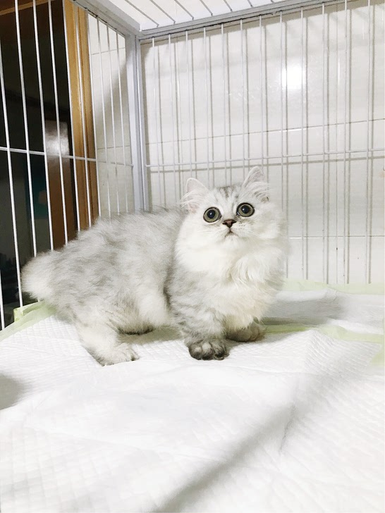 长毛渐层矮脚猫母接预定