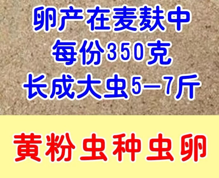 黄粉虫活体一代黄粉虫种虫虫卵面包虫虫卵买4份送1份包邮包技术