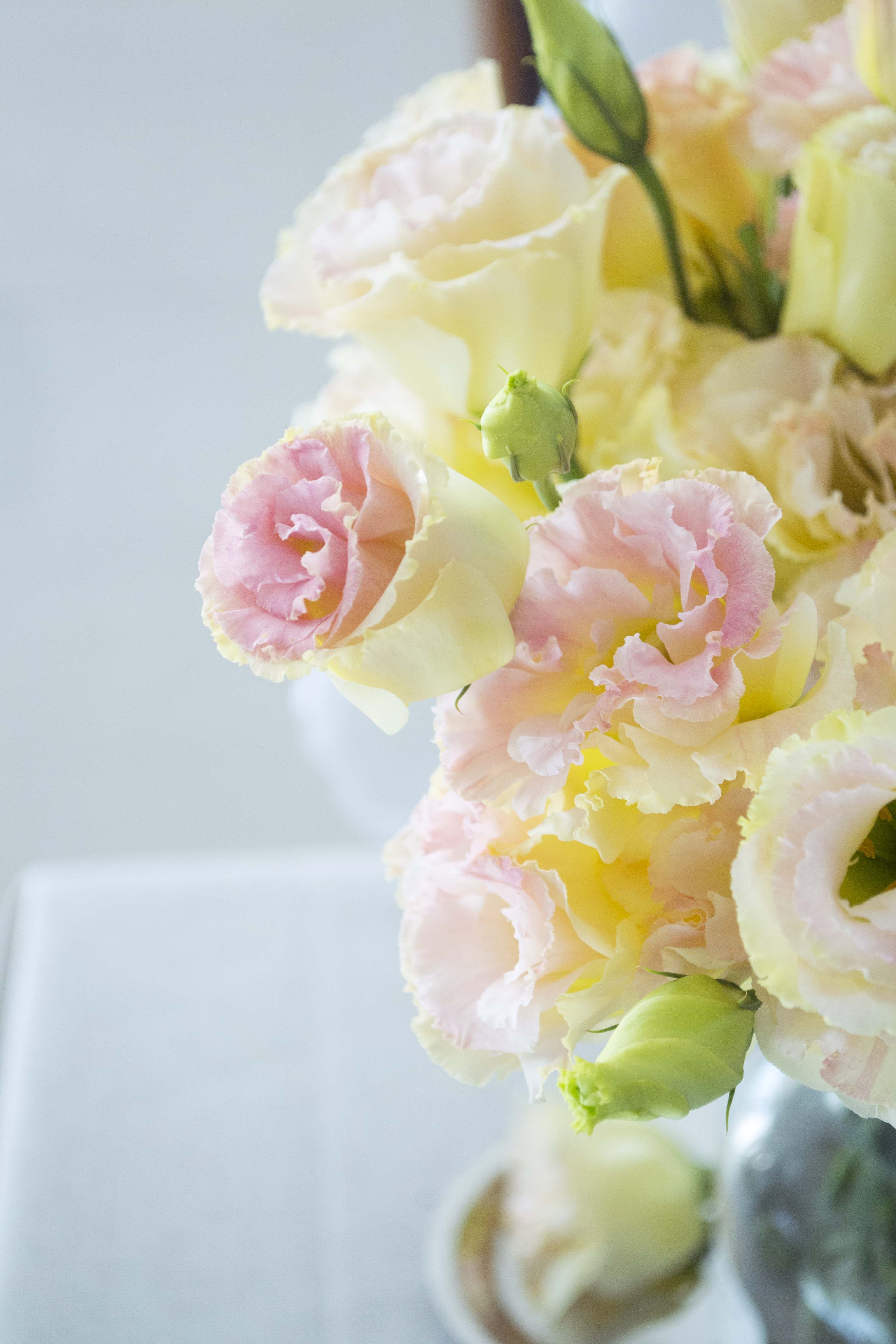 【量贩清仓】 1元起拍优质洋桔梗