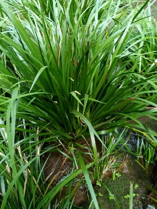 附石菖蒲养龟驱蚊辟邪神草按尺寸挖