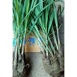 速发10 Lemongrass grass lentinum citronella plant Thai