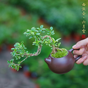 六月雪紫砂壶盆栽中式桌s面茶台迷你盆景桌面植物茶桌室内好养绿