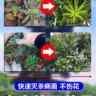 新品罗汉松白粉病专用药养花杀菌一喷净菌立清特效杀菌剂花卉植物