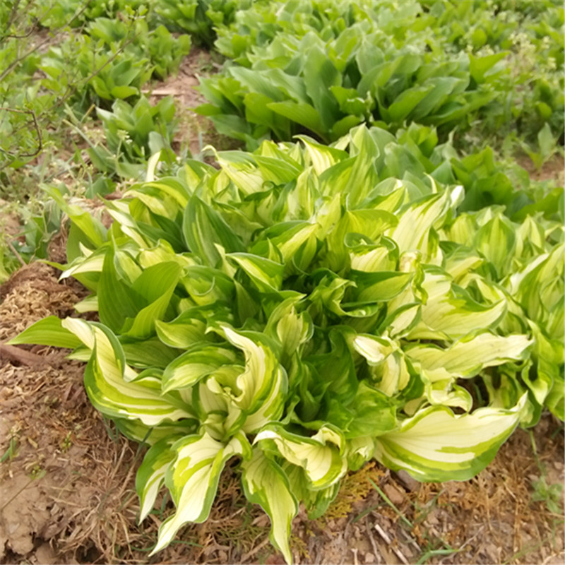 庭院地被绿植玉簪花苗玉簪绿植玉簪植物玉簪花盆栽玉簪花室内盆栽