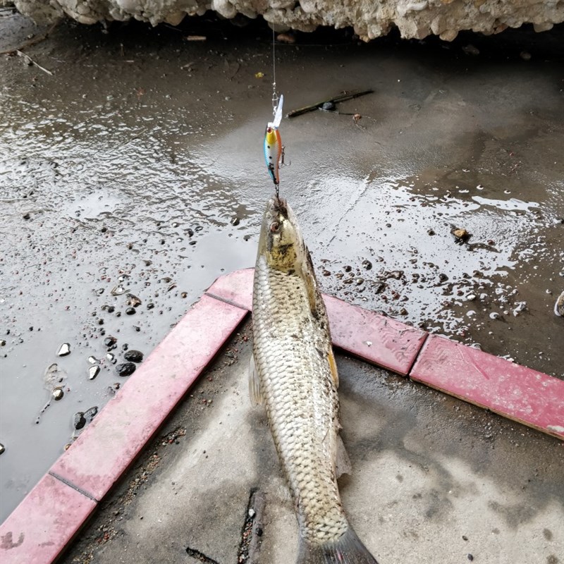 路亚饵套装拟饵淡水海水假饵硬饵雷蛙马口瓜子亮片软饵米诺路鱼饵