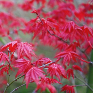 日本红枫枫树出猩猩红枫树苗阳台盆栽盆景花园植物四季庭院绿植树