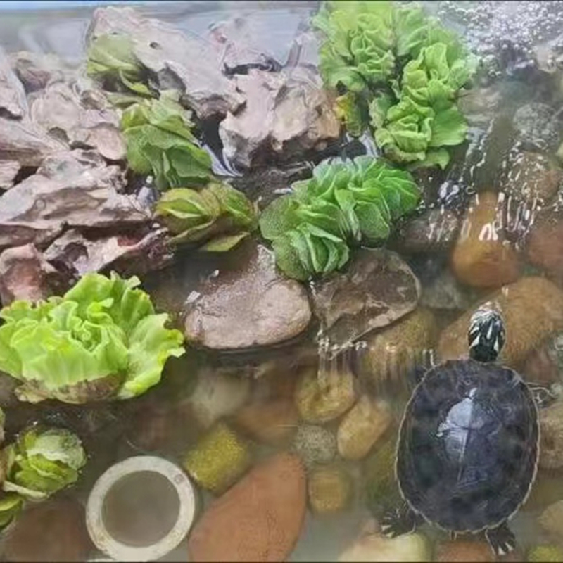 速发浮萍水草养龟套餐鱼缸古法养鱼净化水质水培水芙蓉圆心萍龟缸