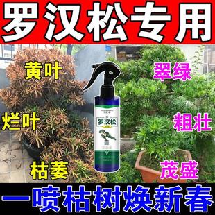 推荐罗汉松专用肥黄叶死苗一喷绿枯叶病药罗汉松专用土壤活化宝黑