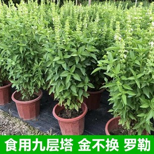 速发九层塔盆栽罗勒叶金不换植物薄荷紫苏盆栽餐厅厨房食用香草料