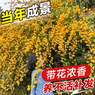 速发重瓣棣棠花苗l爬藤植物四季开花庭院花卉绿植室外阳台藤蔓耐