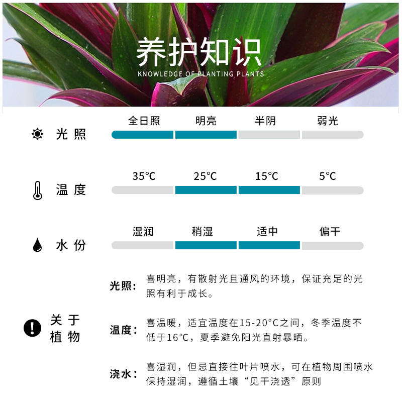 适合懒人养的花紫露兰带盆栽好高端盆景适合客厅摆放的绿植办公桌