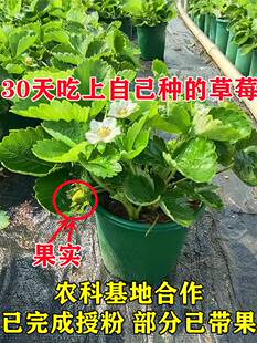 速发奶油草莓苗盆栽种籽子四季结果阳台新苗种植苗秧带盆土可食用