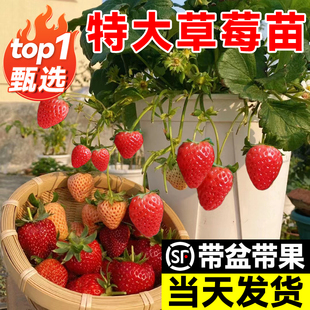 特大草莓苗秧盆栽带果四季结果红颜丹东99草莓苗室内阳台绿植