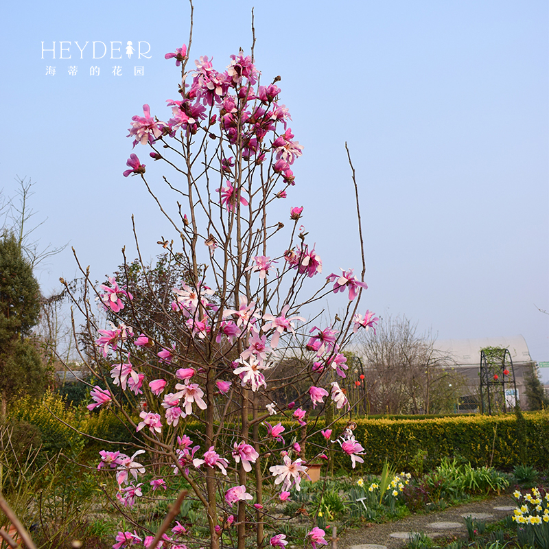 海蒂的花园星花木兰玉兰春季花灌木庭院木本花卉芳香盆栽花苗