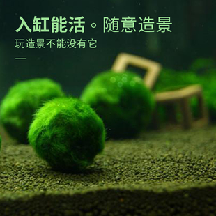 速发鱼缸水族箱造景水藻球海藻球阴性水草绿藻球生态瓶绿藻球微景