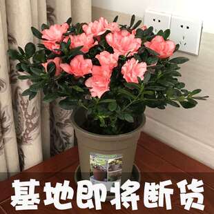 急速发货花种植好养活适合家里养的绿植懒人室内养殖家庭花卉房间