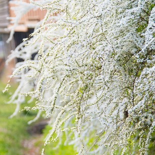 雪柳花苗  粉色白色  喷雪花盆栽 春季开花机器耐寒耐热花卉阳台