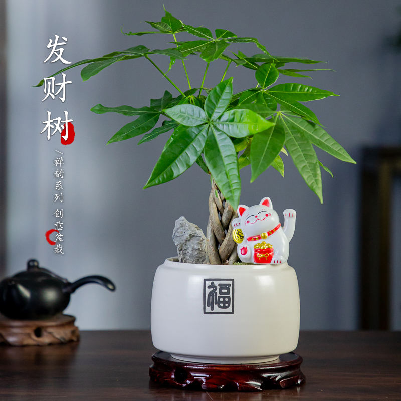 发财树盆栽植物h花卉绿植礼物diy创意植物办公室净化空气盆栽盆景